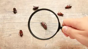 Bed Bug Treatment Services Beaumont, Texas