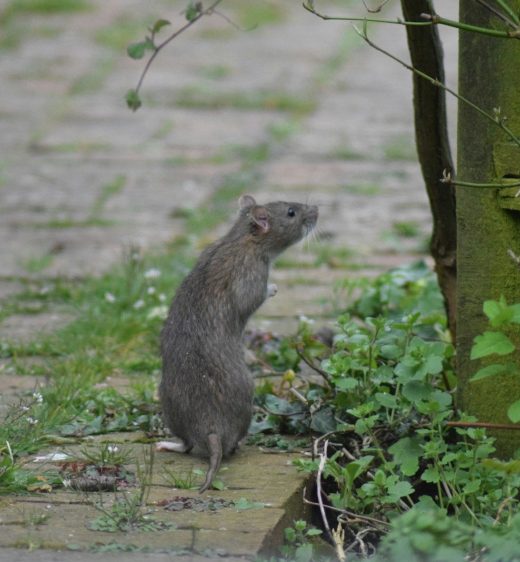 a rodent standing on a dirt path