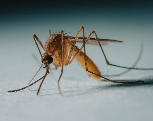 a close up of a mosquito on a white surface
